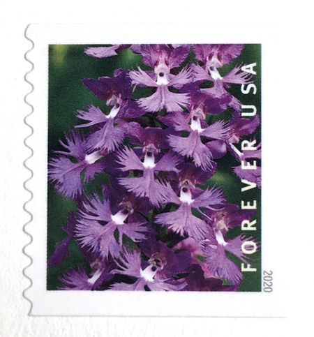 100 Purple Flowers Forever Stamps Unused Green and Purple Wild Orchids Flower Forever Stamps for Mailing